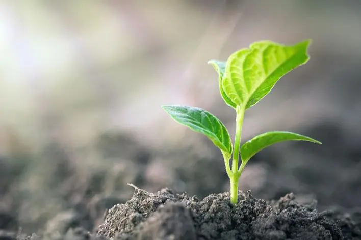 Growing young sprout , releon8211 - stock.adobe.com