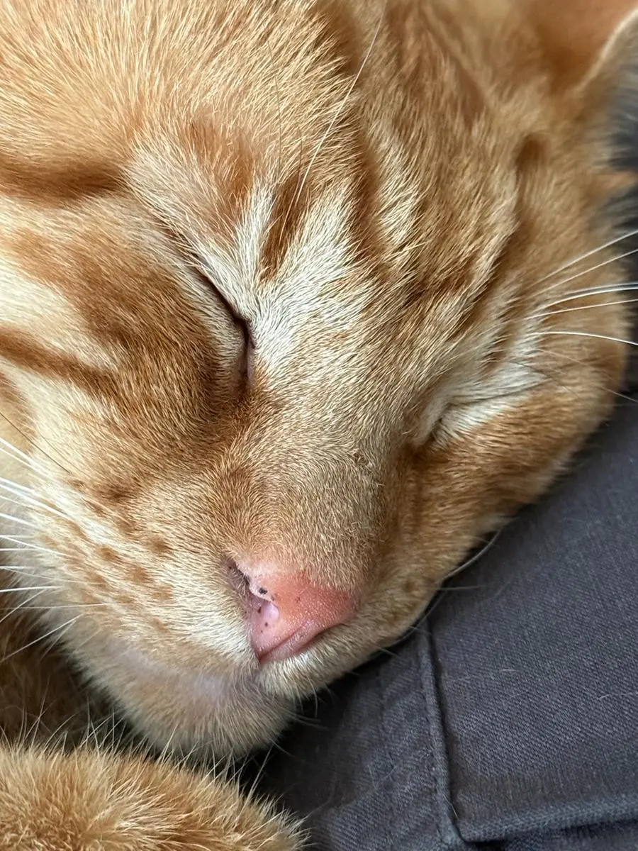 Cat with red with M visible