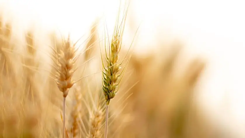 La fede nasce dal bisogno