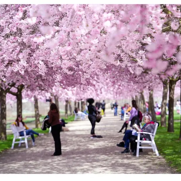 Tutti pazzi per i ciliegi in fiore. In Giappone? No, a Venaria