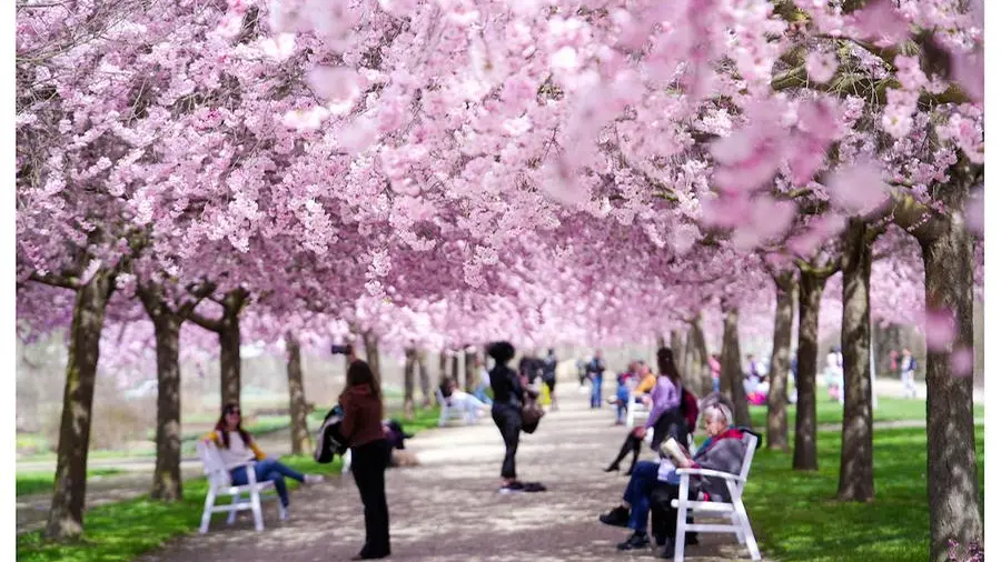 Tutti pazzi per i ciliegi in fiore. In Giappone? No, a Venaria