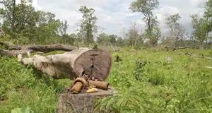 Salviamo le foreste nel mondo