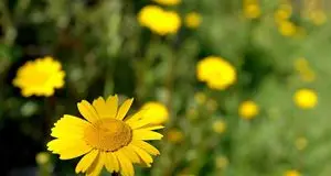 Clima primaverile e pressione sanguigna