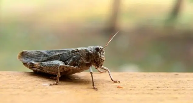 Locuste in tavola, e buon appetito
