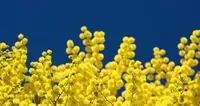 Mimose, 30% in meno causa “inverno pazzo”