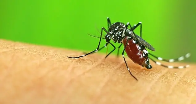 Un’erba contro la malaria