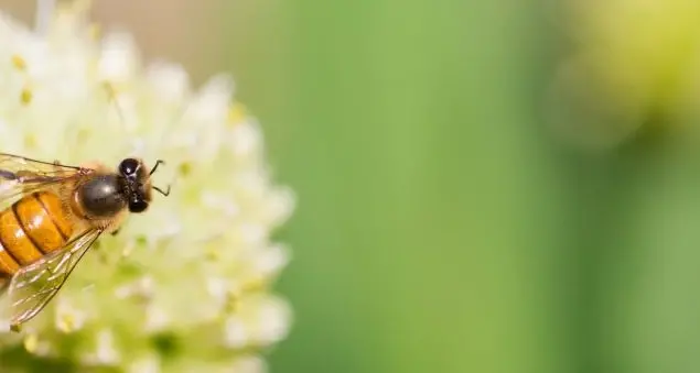 Propoli, scopriamo tutti i benefici