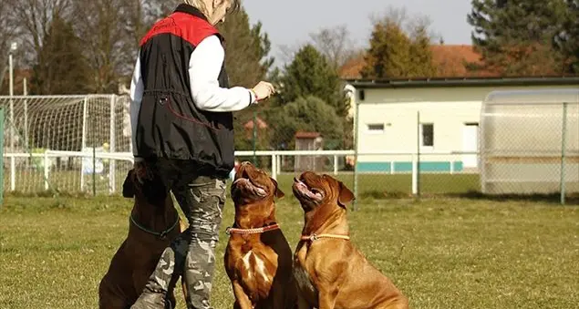 Dal Doggy Bootcamp al Canicross, i nuovi sport con Fido