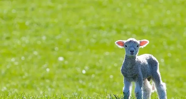 La dignità degli esseri umani e degli animali