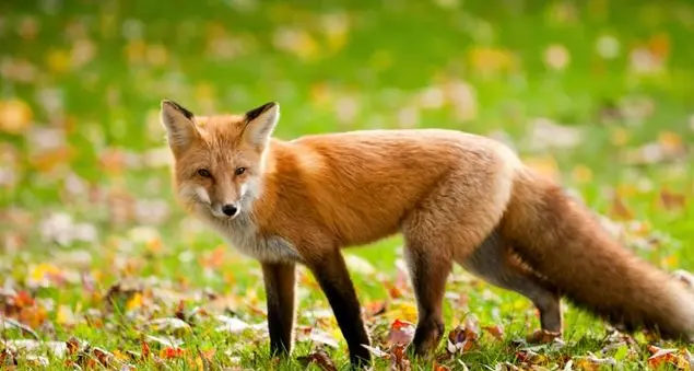 Volpi addomesticate come nel Piccolo principe