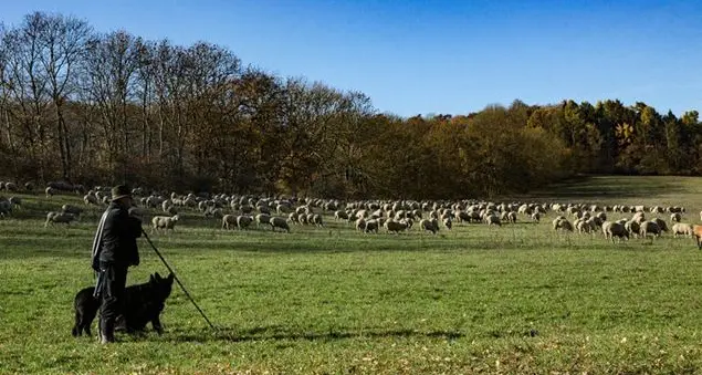 A Ferrara le pecore diventano giardiniere