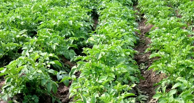 Progetto Semi di libertà: lavorare la terra per sentirsi più liberi