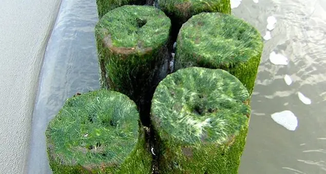 Spirulina, cos'è e perché è un \"superalimento\"