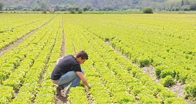 La ripresina del Sud ha due ali: l'agricoltura e i giovani