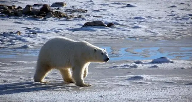 700 specie a rischio: l'allarme del Wwf per L'ora della terra