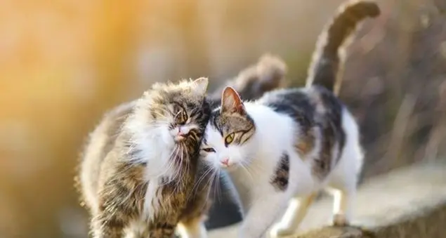 Dedicato ai nostri amici gatti