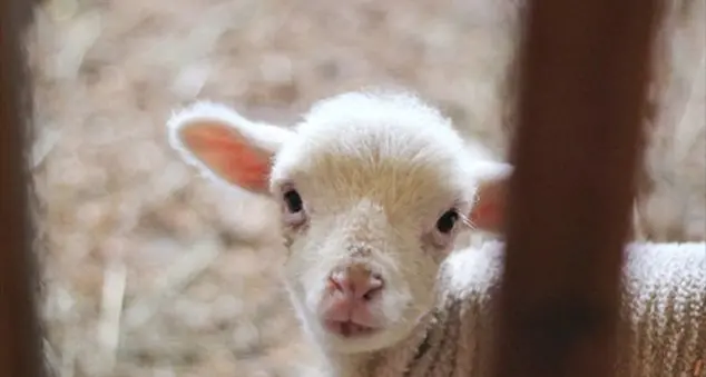 Ma ormai la strage di agnelli è lontana da ogni tradizione religiosa