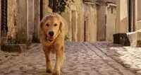 Chi era Italo il cane adottato da Scicli