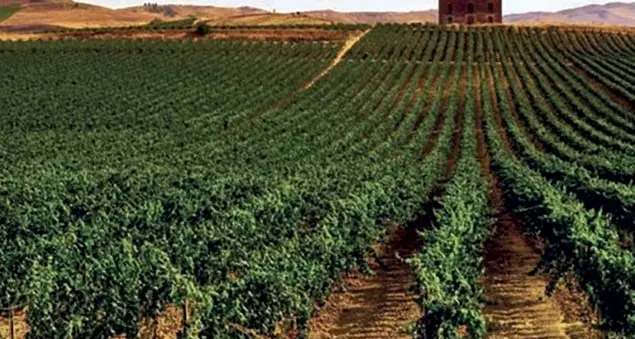 In Sicilia il vino che sostiene il patrimonio storico