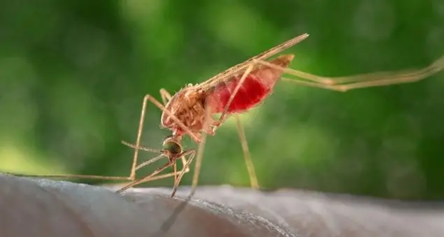 \"I migranti non sono un pericolo per la salute degli italiani\"