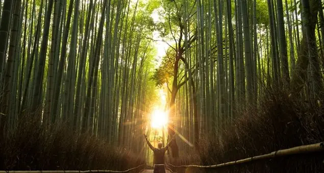 Perché questo Nobel per la medicina ci ricorda la lezione di San Francesco (e del Papa)