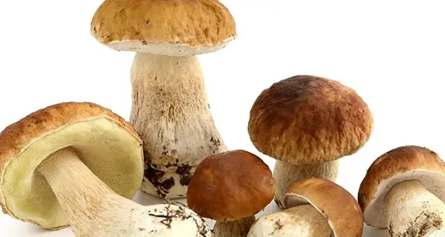 Funghi: riconoscerli, raccoglierli ed evitare quelli velenosi