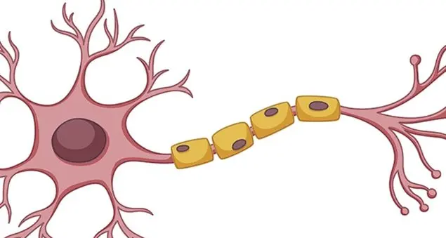 La sperimentazione sulle Staminali di Angelo Vescovi: la ricerca a cui i cattolici dicono sì