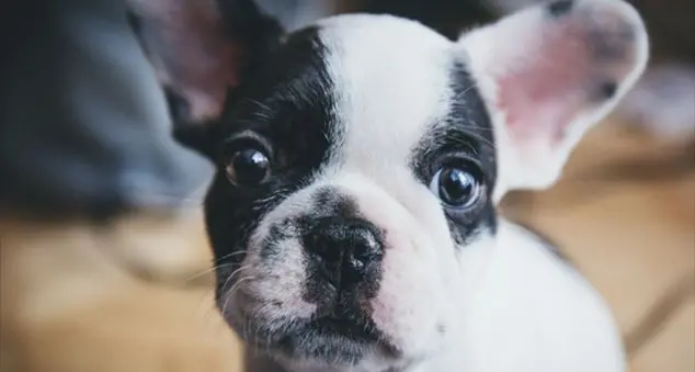 «Ma gli animali domestici vanno in Paradiso?»