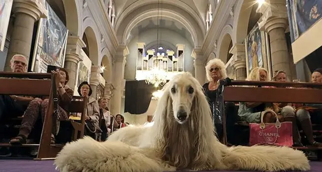 È possibile portare il cane a Messa?