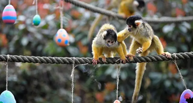 Curiosità sulle uova, ma non quelle di cioccolato