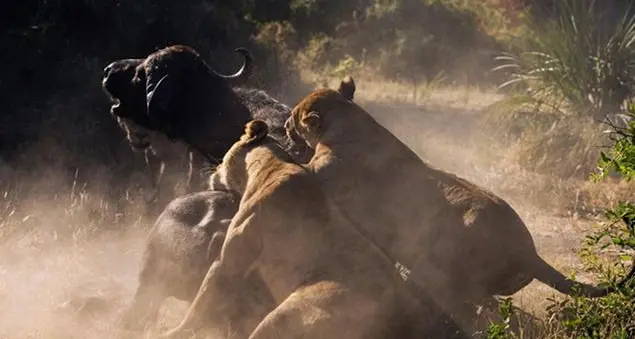 Perché Dio ha creato un mondo così pieno di violenza?