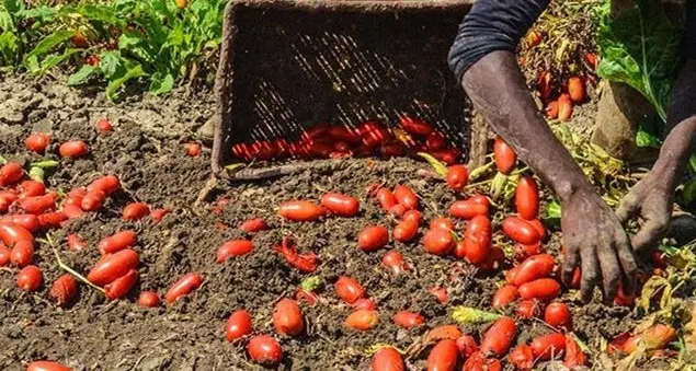 L'Orchestra dei braccianti salva la Terra
