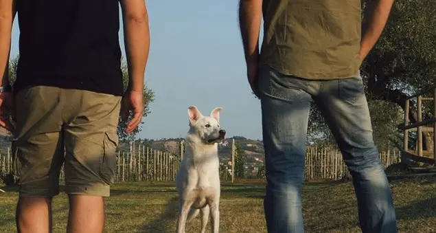 Quella sentenza esemplare contro il maltrattamento degli animali