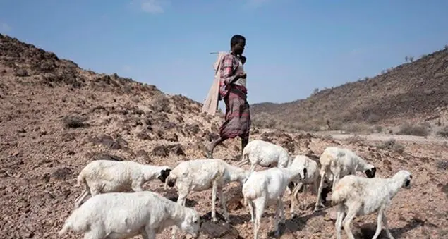 Una nuova speranza per i pastori d'Etiopia