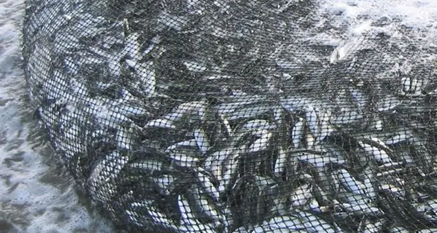 «Chi sono i pesci buoni e cattivi di cui parla Gesù?»