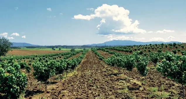 Nocciole 100% italiane