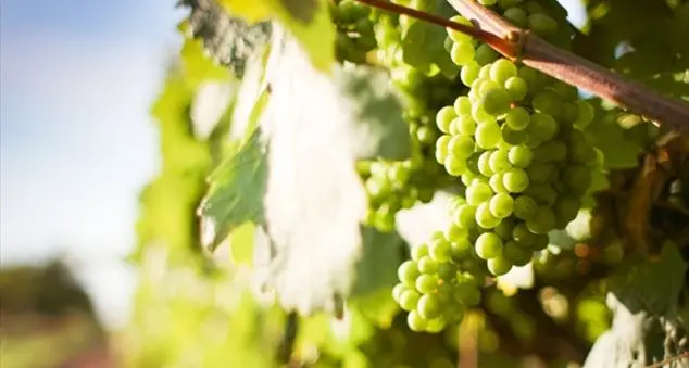 Gli operai nella vigna: perché il padrone dà a tutti la stessa paga