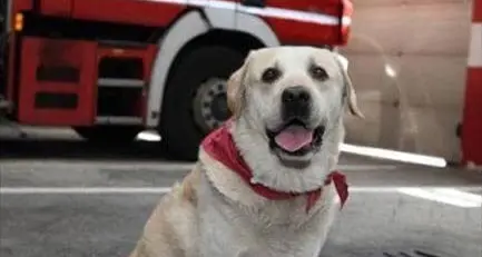 Addio a Ruben, il cane pompiere amato dai bambini