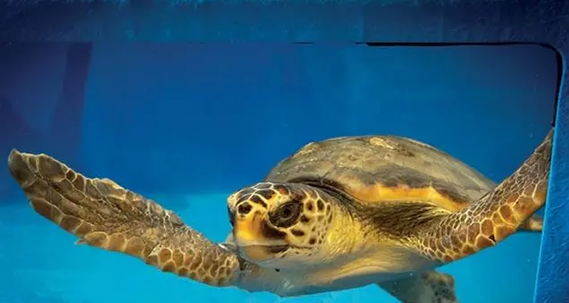 La clinica delle tartarughe