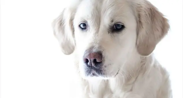 «Quel povero cane allontanato dal funerale del padrone...»