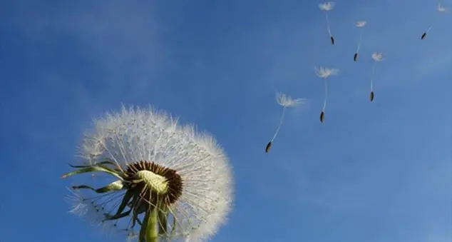 Il \"Pneuma\" nel Vangelo: vento e Spirito, stessa parola in greco, perché due traduzioni diverse?