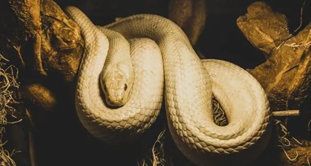 «Eppure il serpente ha solo aperto gli occhi all’uomo...»