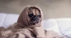 «Quest'italia dove si compra il cagnolino e non si fanno figli perché costano»