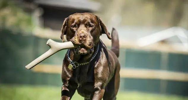 L'importanza del gioco per i cani