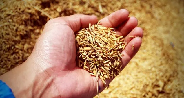 La parabola del seminatore e l'accoglienza della Parola