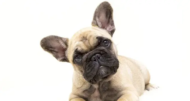 Giornata mondiale del cane: richiesta di abbassare Iva