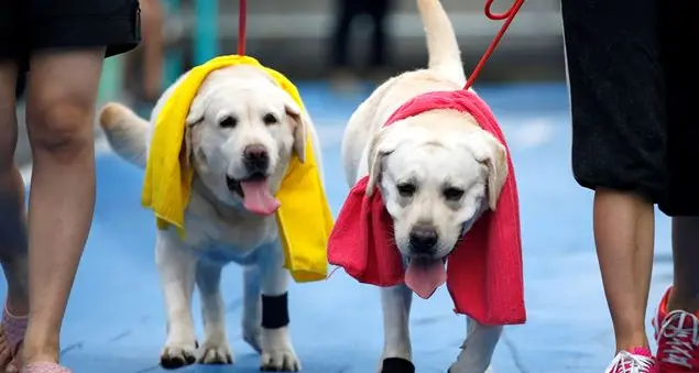 Petwave, il primo social network che crea solidarietà tra gli amanti degli animali