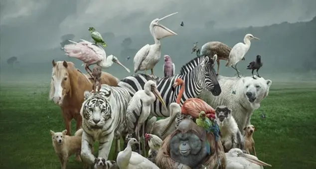 Gli animali in Costituzione?