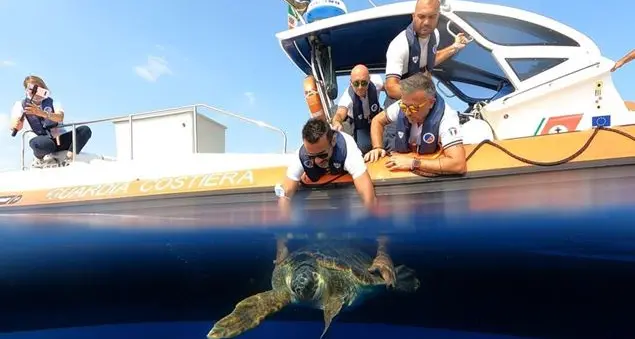 Plastica killer, torna in mare la tartaruga che stava per morire soffocata