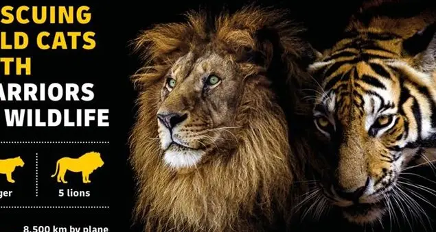 Il lungo viaggio di cinque leoni e una tigre per tornare dalla cattività alla natura